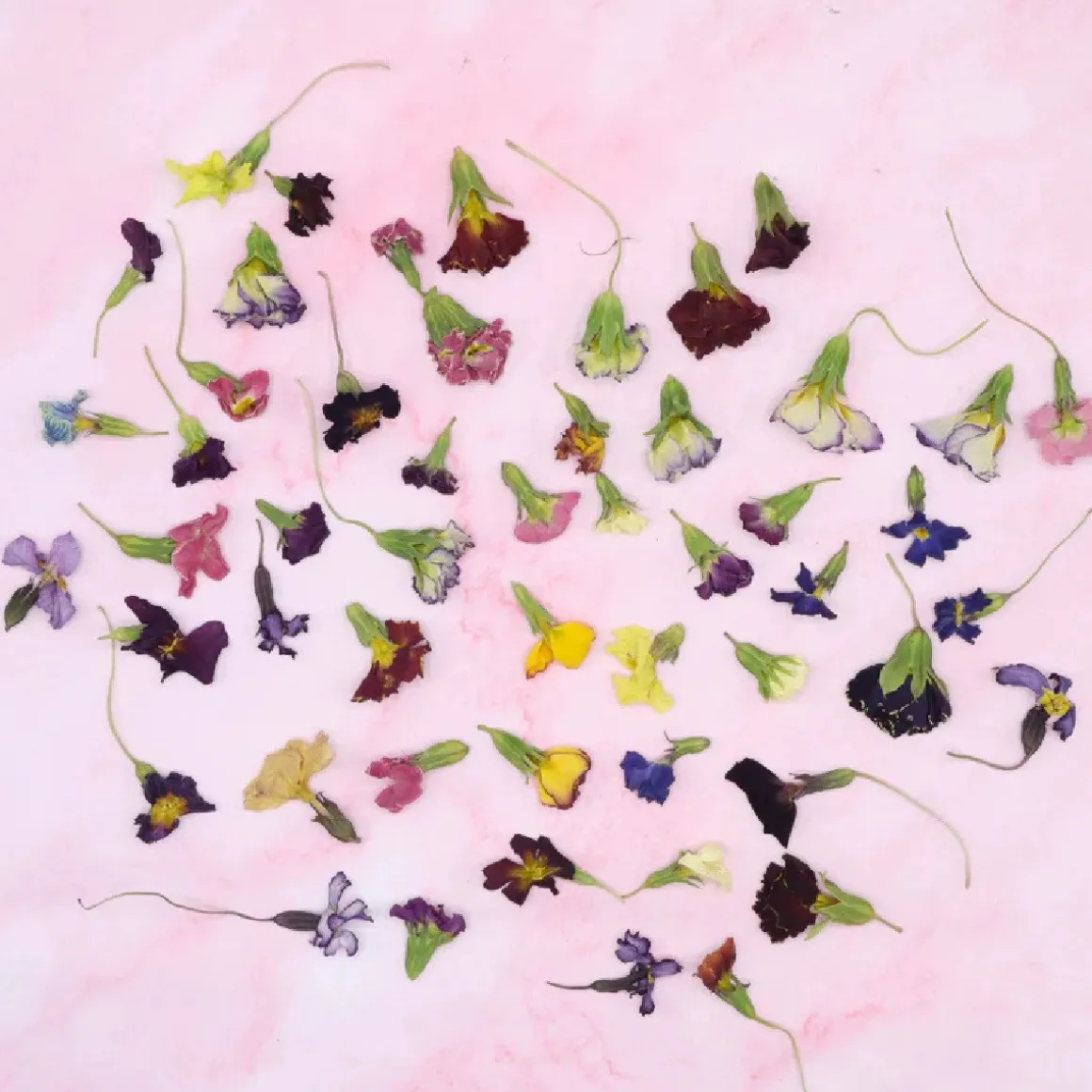 Eetbare Gedroogde Primula (50 stuks)