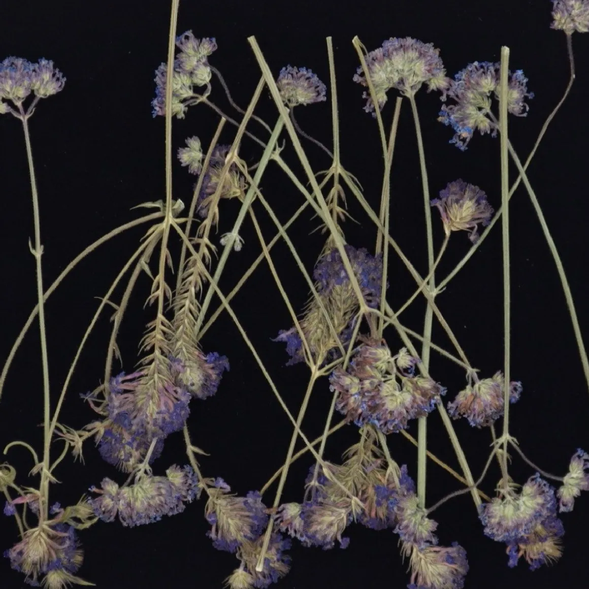 Eetbare Geperste Verbena takjes (15 stuks)