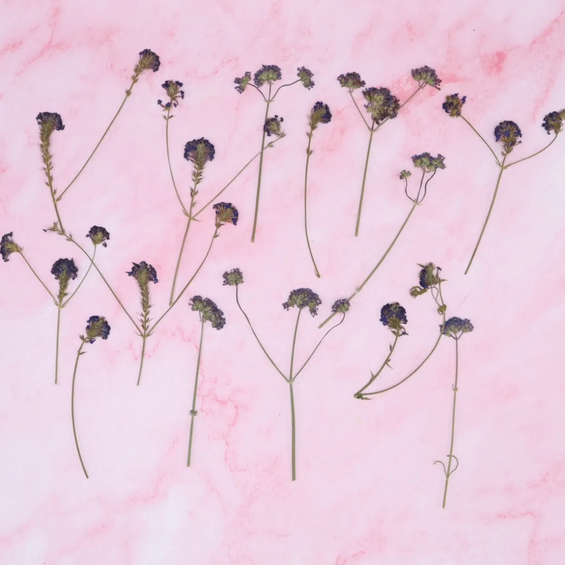 Eetbare Geperste Verbena takjes (15 stuks)