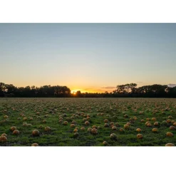 Nederlandse Pompoenpitten Naturel 250g