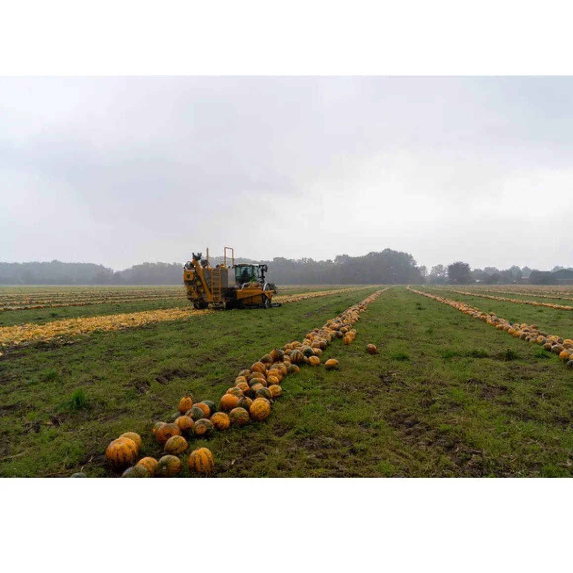Nederlandse Pompoenpitten Pittig Gekruid 150g