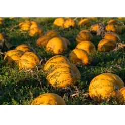 Nederlandse Pompoenpitten Geroosterd 150g