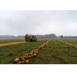 Nederlandse Pompoenpitten Caramel Zeezout 150g