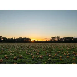 Nederlandse Pompoenpitten Naturel 1kg